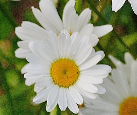 Galeria gardener gallery 2